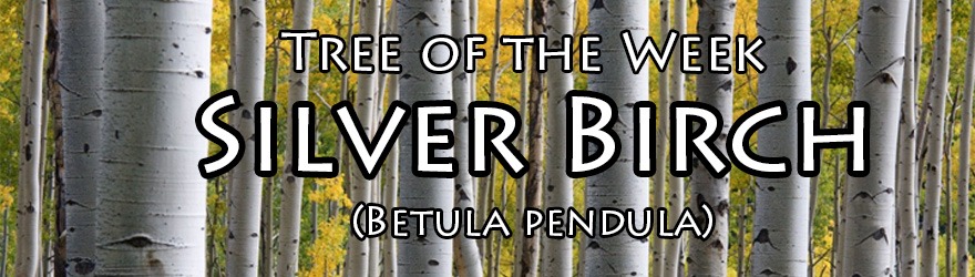 Tree of the Week | Silver Birch