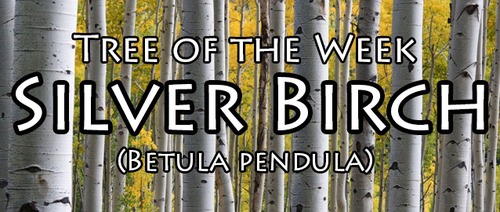Tree of the Week | Silver Birch