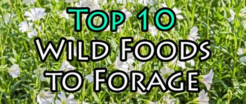 Top 10 Wild Foods to Forage