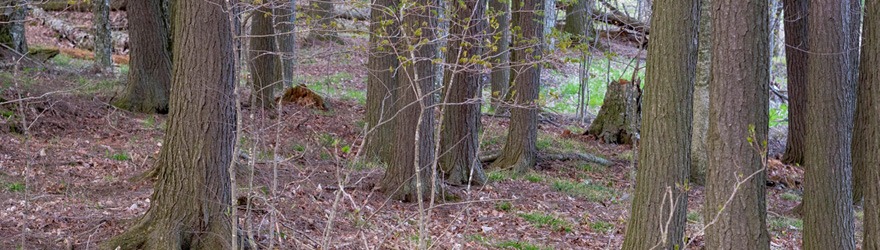 Join the Forest School Shop Affiliate Scheme