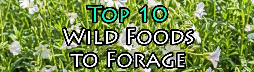 Top 10 Wild Foods to Forage