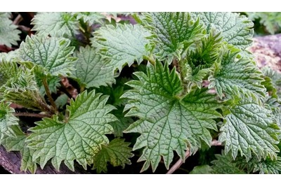 Nettle Soup Recipe