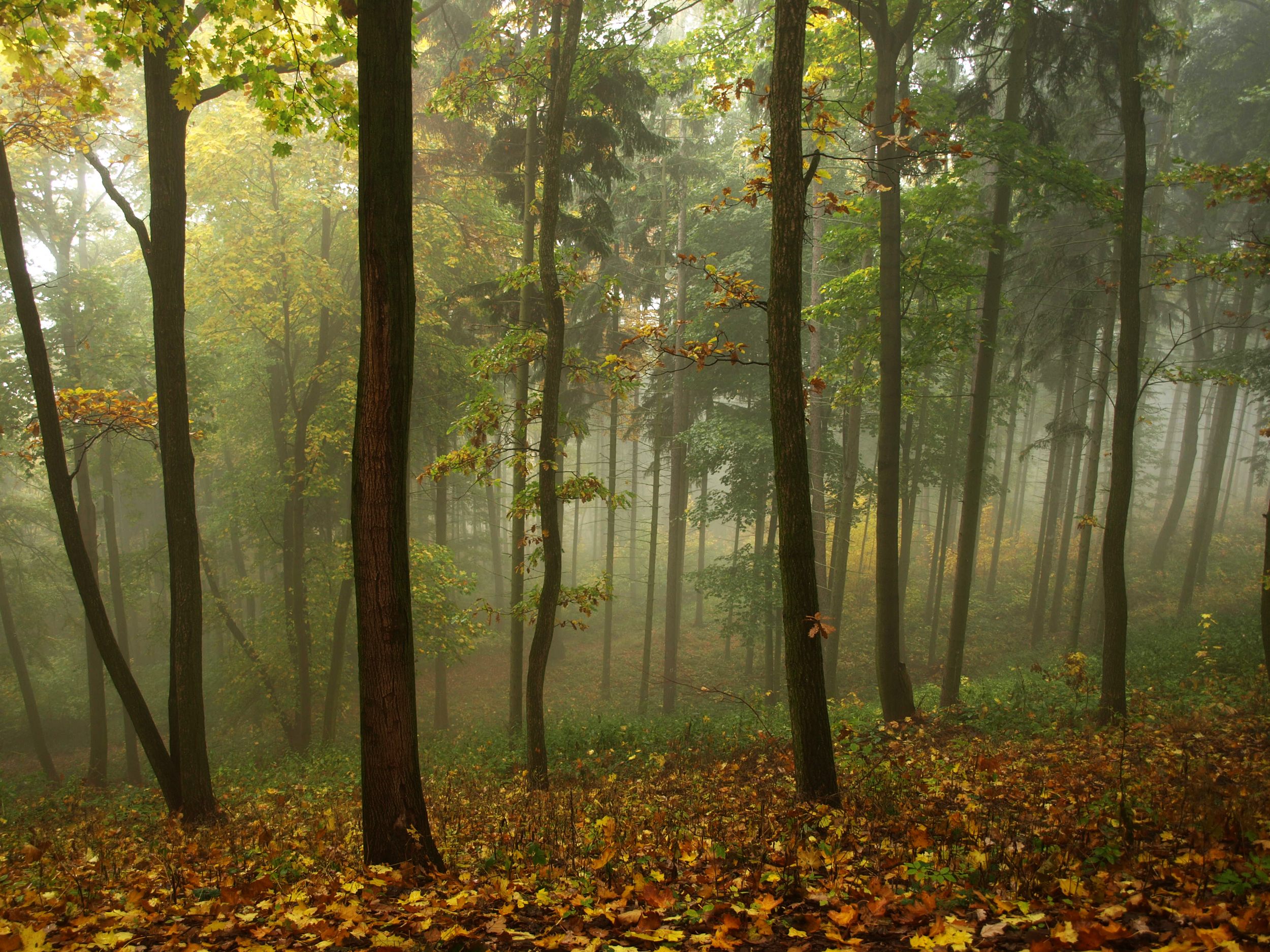 What is a Forest School?