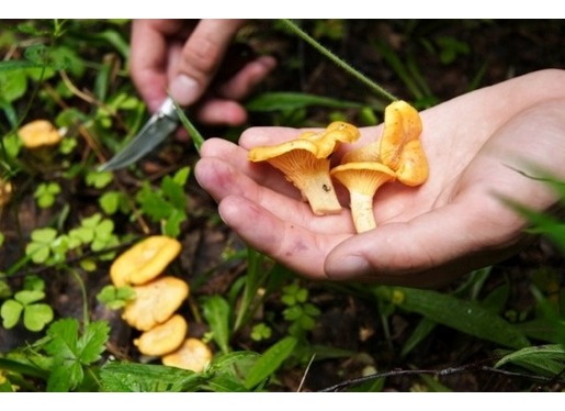 Top 10 Wild Foods to Forage