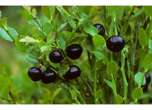 Top 10 Wild Foods to Forage