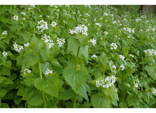 Top 10 Wild Foods to Forage